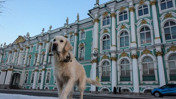 Оправдал свое имя на все сто: лабрадор помог спасти потерявшуюся пожилую петербурженку