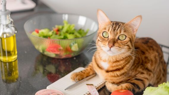 Почему кошки любят оливки