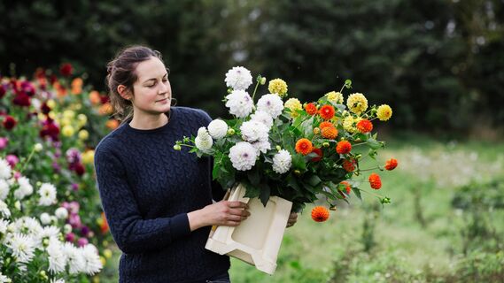 Семена каких цветов можно высаживать прямо в грунт
