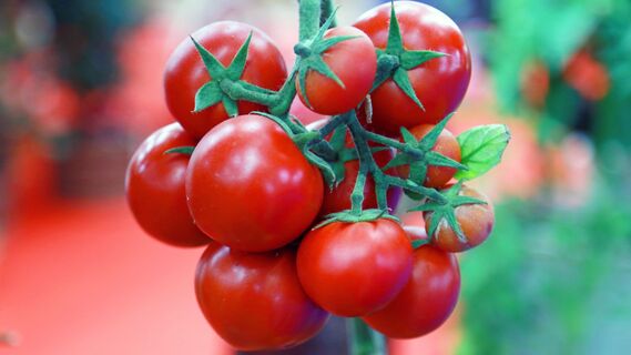 Внешняя красота не всегда показатель вкуса