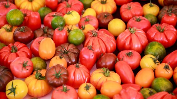 Маринованные помидоры по быстрому рецепту удивят гостей своим приятным вкусом
