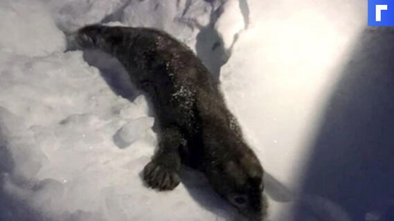 В Ленобласти спасли истощенного тюлененка с судорогами 