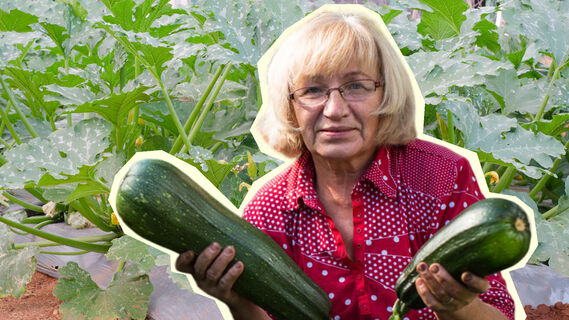 Где лучше сажать кабачок