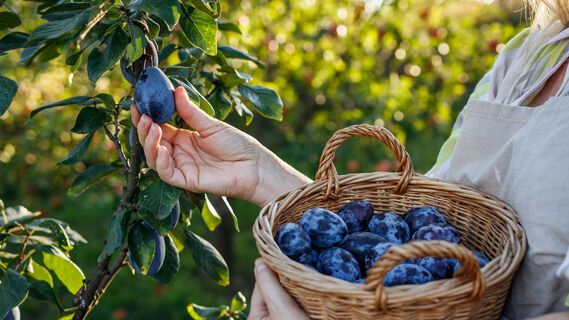 Как заставить плодоносить сливу: в землю добавьте этот продукт