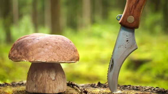 Грибы нужно мыть правильно, чтобы не испортить вкус