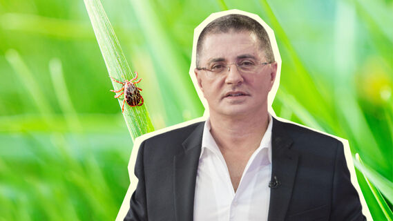 Мясников развенчал мифы о клещах