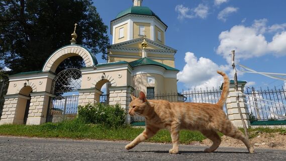 Кошка нашла на улице лотерейный билет и принесла хозяйке: та и не подозревала, какой выигрыш ее ждет