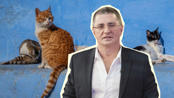 Какие болезни передают кошки