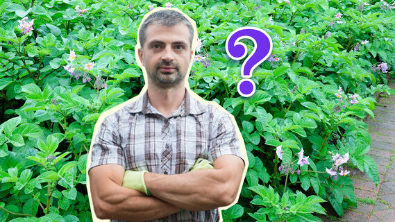 Лучшие варианты для совмещенной посадки с картошкой