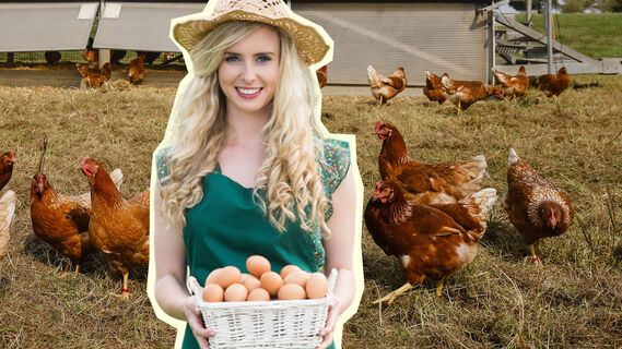Как заставить курицу не клевать яйца