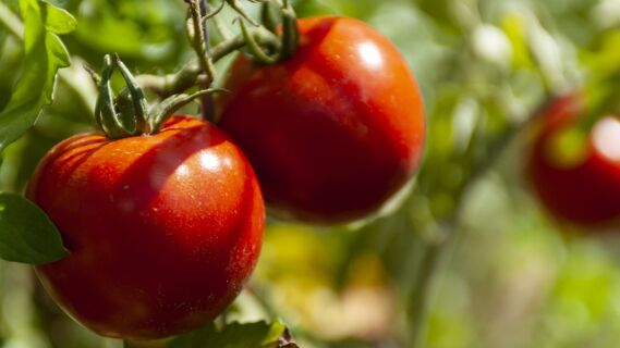 Эти растения нельзя сажать рядом с помидорами: отберут все питательные вещества