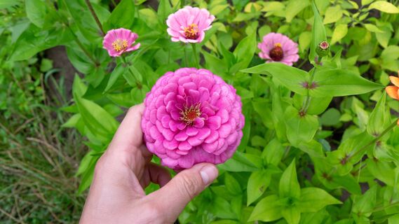 Как ухаживать за циниями