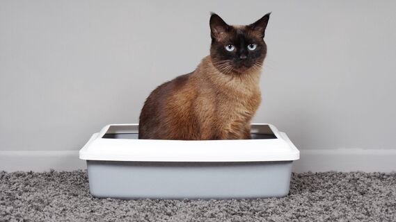 Кошачий лоток