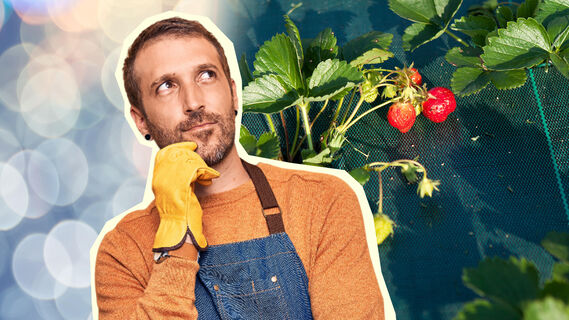 Почему клубника мельчает