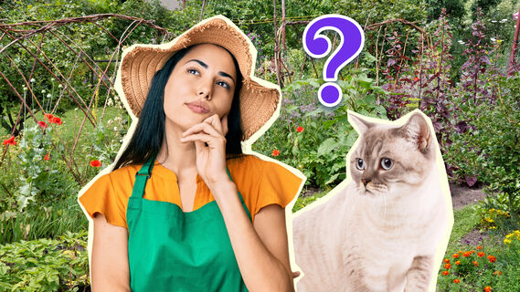 Как отвадить кота от грядок