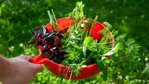 Какую зелень посадить на подоконнике для круглогодичного урожая