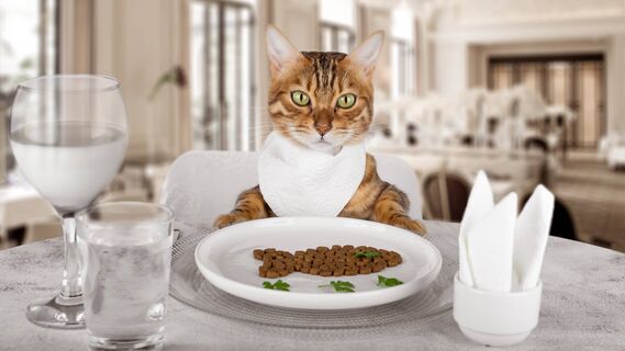 Лучший сухой корм для кошек