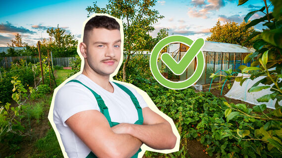 Бюджетная подкормка для ваших культур