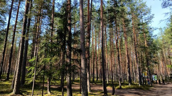 «Линдуловская роща»: как добраться до живого памятника кораблестроению в Ленобласти