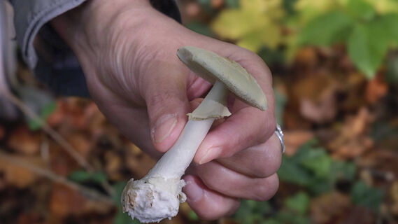 Петербуржцы продолжают ходить на «тихую охоту»: вот какие грибы до сих пор встречаются в лесу