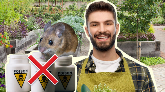 Как спровадить мышей с участка