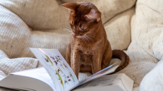 Коты неспроста ложатся на газеты