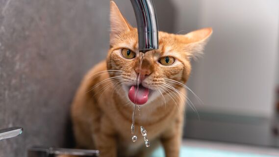 Какую воду нельзя давать кошкам