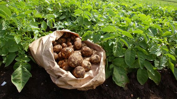 Какие сорта картофеля считаются самыми беспроблемными 
