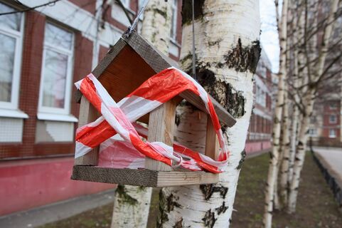 В 6 районах Ленобласти нашли павших птиц: эксперты ищут птичий грипп