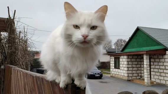 Соседские коты забудут к вам дорогу: посадите на участке вот что