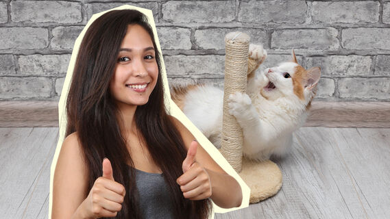 Как научить кота драть когтеточку