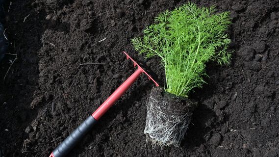 Лучшие сорта укропа для зелени