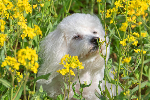 Городовой ру