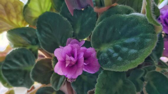 Фиалке с увеличением светового дня - обязательно: 1 щепотка под куст - и сенполия красивее всех на подоконнике 