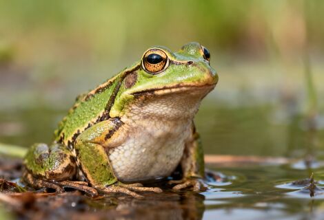 Почему на Руси никогда не ели лягушек - французам не понять: нашлось вполне логичное объяснение