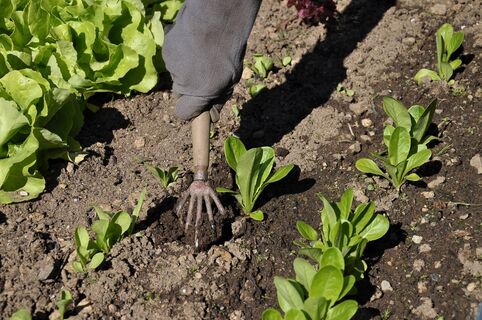 Зола + песок + еще кое-что — глина превратилась в чернозем за 1 день: урожая видимо-невидимо — соседи локти кусают