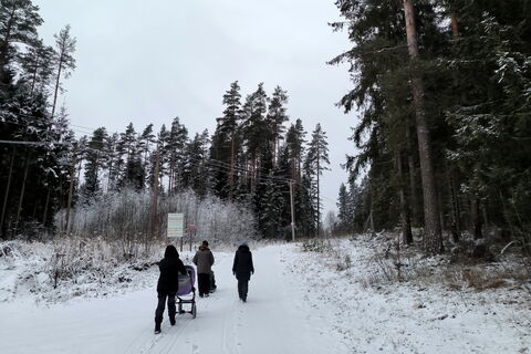 Петербург обретет гигантский «зеленый щит»: 170 тысяч га лесов спасут от застройки