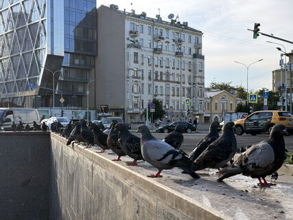 птицы в Петербурге
