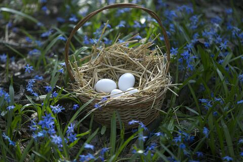 пасха, яйца, незабудки
