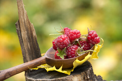 7 год обрезаю малину по Соболеву - и от ягод деваться некуда: Тройной урожай даже в "бедный" год