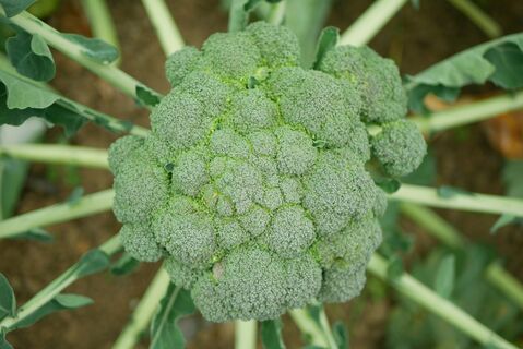 Сочная брокколи вырастет у всех без исключения: 4 весенних секрета от дачницы с Урала