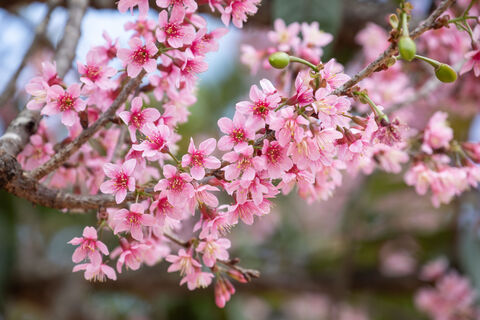Лететь в Японию не придется: 5 городов в России, где мощно цветет сакура – и никаких заграниц не нужно 