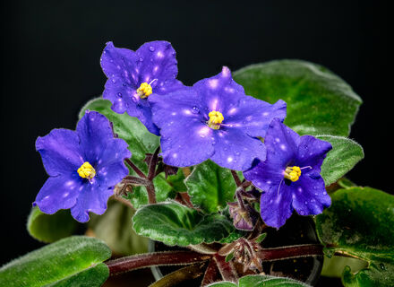 1 ч. ложка гранул в горшок - и фиалка похожа на цветочное облако: бесконечная бутонизация запустится до конца марта