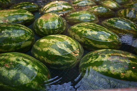 От Гражданки до Купчино: почему арбузы в Петербурге подешевели с июня, но стоят дороже, чем по России