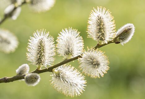 Народные приметы на 24 апреля - день Антипа Водогона: что разрешено и запрещено делать в праздник