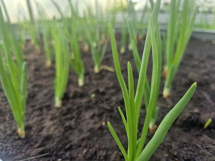 При обнаружении луковой мухи – срочно: готовим убойное средство для вредных насекомых – ни одна «гадина» не выживет