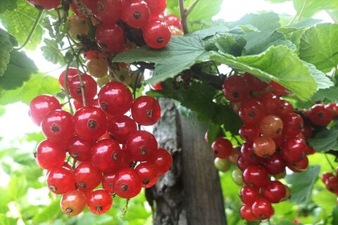 Клещи со смородины посыпались дождем: грошовый порошок с кухни — и паразиты канули в Лету