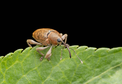 Кто знает секрет, всегда с урожаем: 400 г на 10 л - долгоносик носа не сунет, сочная клубника достанется только вам