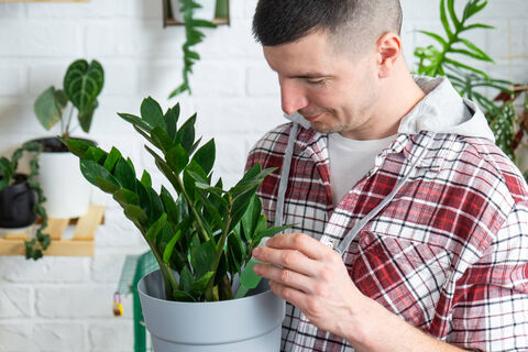 Замиокулькас начнет выпускать по 3 побега в день: 1 капля в воду – и суккулент станет мощнее баобаба, листья будут зеленее травы 