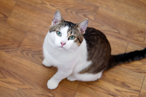 Отучаем кошку кусаться - эти приемы работают безотказно: без запугивания и наказания питомца